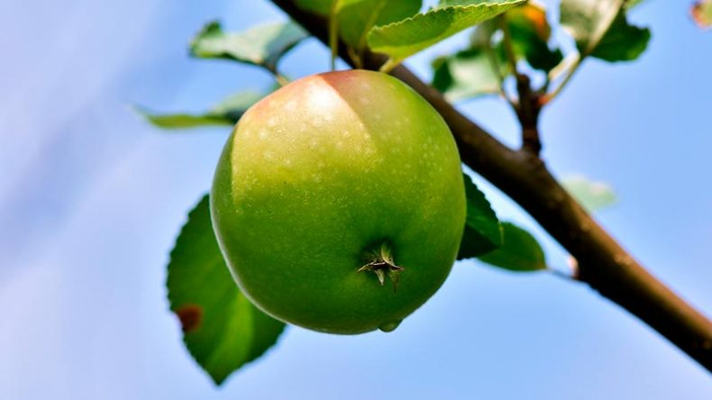 Спасаем сад после зимы: Полное руководство по реанимации подмерзших яблонь и груш